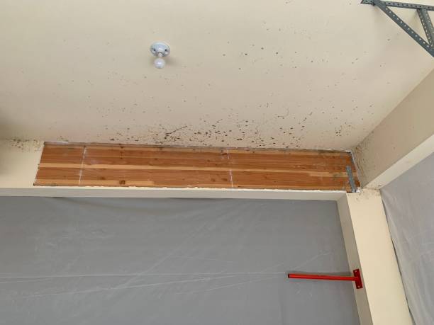 Dehumidification Services in Jamestown, OH